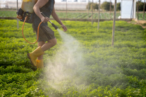 Best Emergency Pest Control  in Brady, TX