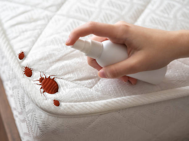 Best Local Pest Control Services  in Brady, TX