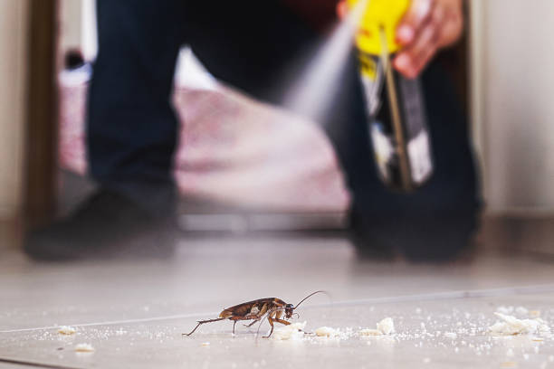 Best Pest Removal Services  in Brady, TX